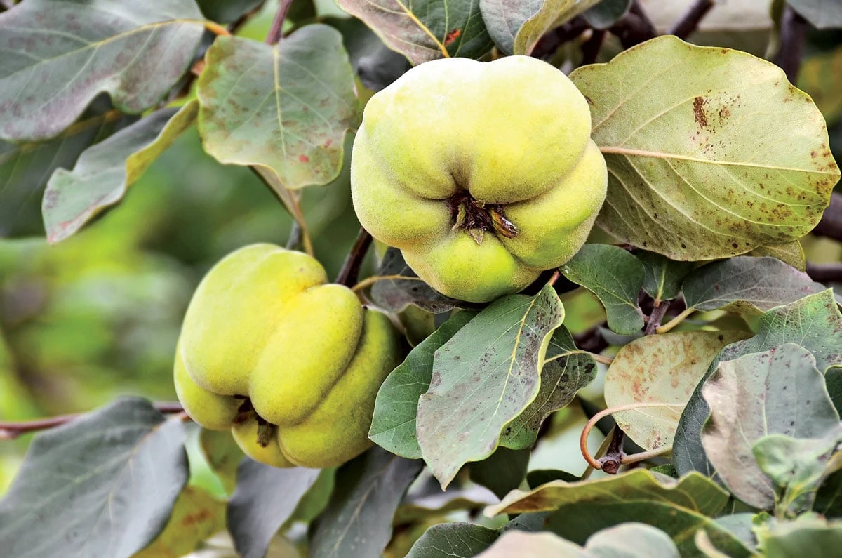 Heirloom Apple Collection